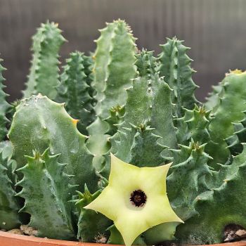 Huernia bayeri